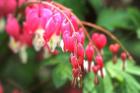 Bleeding Hearts 1