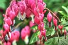 Bleeding Hearts 3