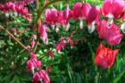 Bleeding Hearts 4