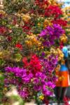 Bougenvillia Vertical