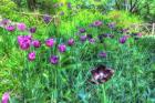 Garden Purple Tulips