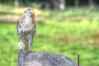 Hawk And Fence