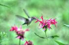 Hummingbird 2