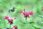 Hummingbird 3