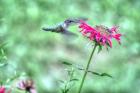 Hummingbird 4