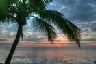 Key West Sunrise One Palm