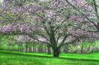 Mauve Blossom Trees