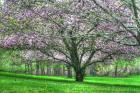 Mauve Blossom Trees