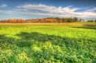 Meadow Early Autumn