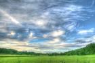 Meadow Midday