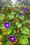 Morning Glories Vertical