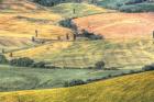 Tuscan Field Patterns