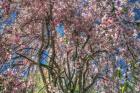 Pink Blossom Trees