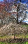 Spring Cherry Tree