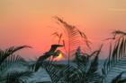Sunset Gull and Fronds
