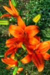 Tiger Lilies I