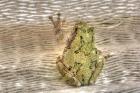 Tree Frog