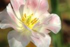 Tulip Pink CU