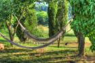 Tuscan Hammocks and Cat