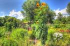 Sunflowers and Garden