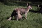 Kangaroo 1