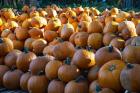 Pumpkins 1