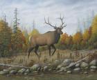 Autumn Elk