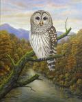 Barred Owl