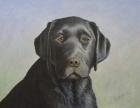 Black Labrador Retriever