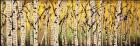 Panor Aspens Fall Begins