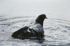 Rock Dove Bathing