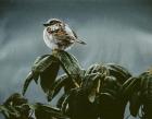 Sparrow On Rhododendron