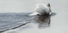 Gliding Swan