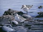 Sanderlings