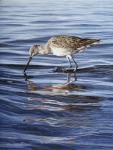 Willet