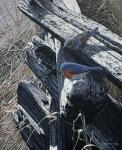 Bluebirds On Rail Fence