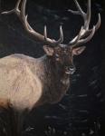 Wapiti Portrait