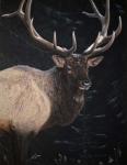 Wapiti Portrait