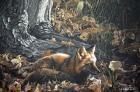 Autumn Leaves- Red Fox
