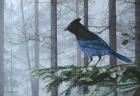 Stellers Jay In Fog