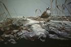 Driftwood 3