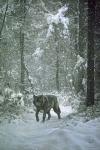 Winter Encounter - Wolf