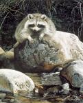 Low Water - Raccoon