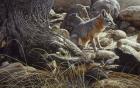 Desert Respite- Kit Fox