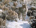 Winter Sage- Coyote