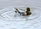 Preening