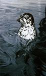 Harbor Seal