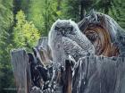 Great Horned Owl