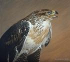 Ferruginous Hawk