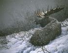 Moose In The  Brush